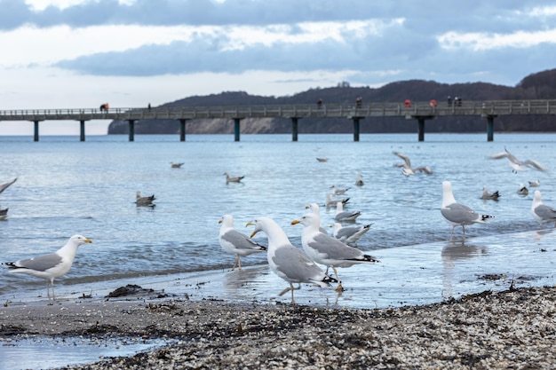 Free photo seagulls walk along the seashore standing on sandy beach by baltic sea