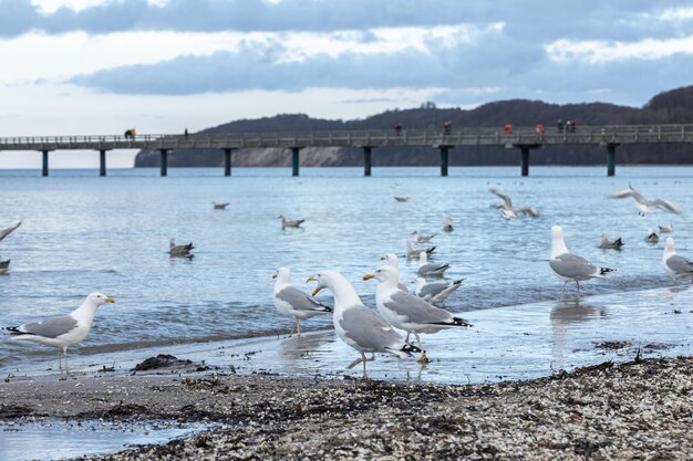 Seagulls walk along the seashore standing on sandy beach by baltic sea