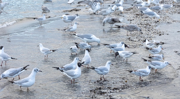 Seagulls walk along the seashore standing on sandy beach by baltic sea