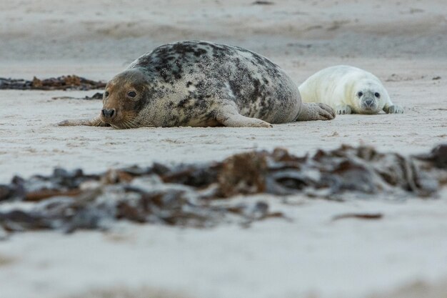 Seal on the beach on dune island near helgoland 