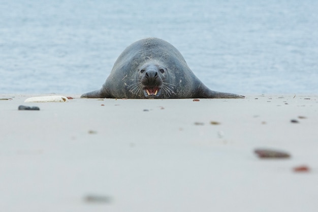 Тюлень на пляже на дюнном острове недалеко от гельголанда