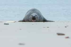 Foto gratuita foca sulla spiaggia sull'isola di dune vicino a helgoland