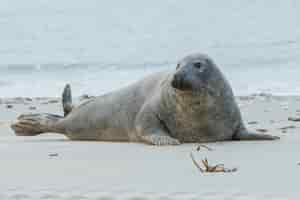 Free photo seal on the beach on dune island near helgoland