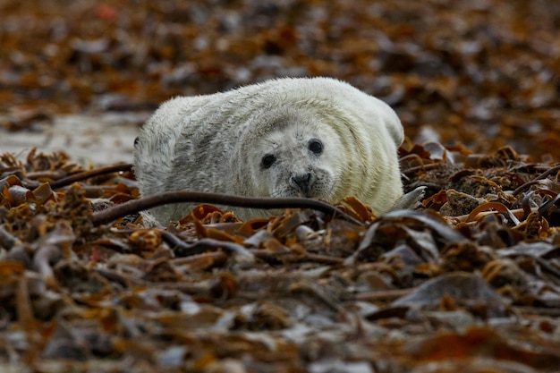 Seal on the beach on dune island near helgoland 
