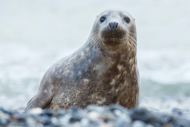 ヘルゴラント近くの砂丘島のビーチでアザラシ