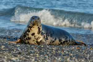 Free photo seal on the beach on dune island near helgoland