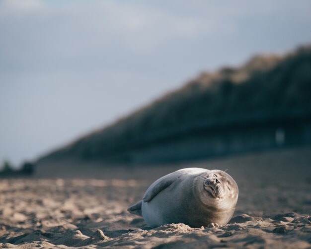 Seal lying down on the sand of the beach