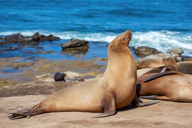 Seal on the shore of the ocean