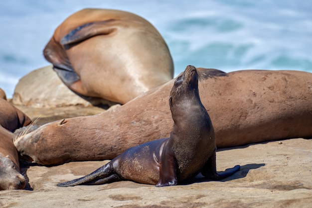 Seal on the shore of the ocean