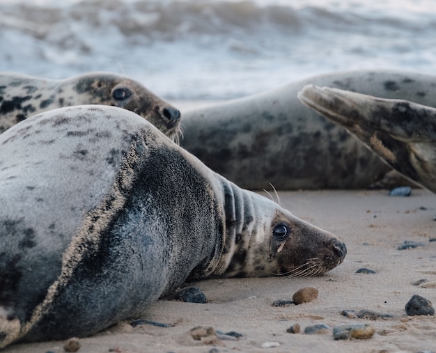 Тюлени лежат на пляже днем
