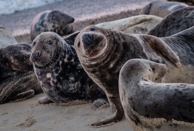 Seals lying down on the beach during daytime