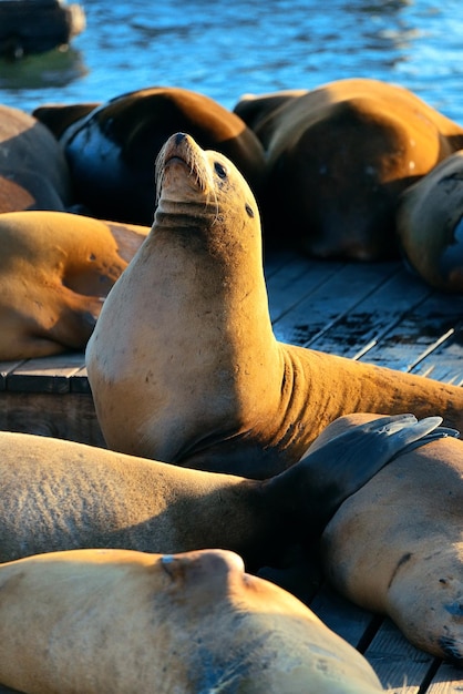 Free photo seals rest at pier 39, san francisco.