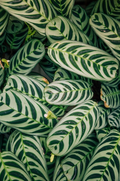 カラテアマコヤナや孔雀の葉のシームレスなエキゾチックなパターン