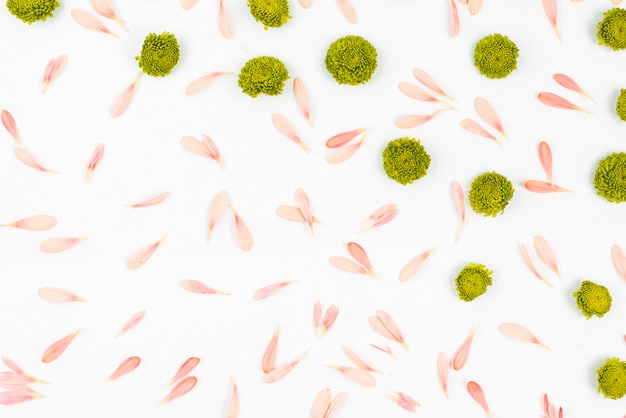 High-Quality Free Stock Photos: Seamless Pattern of Chrysanthemum Flowers on White Backdrop