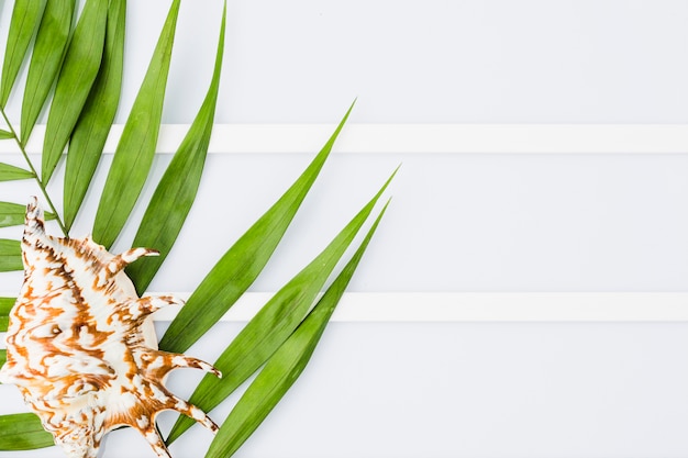 Seashell and plant leaves on board