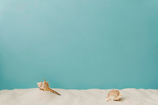 Seashell on sand on blue background