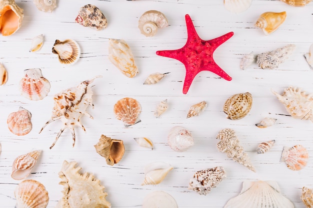 Free photo seashells around starfish