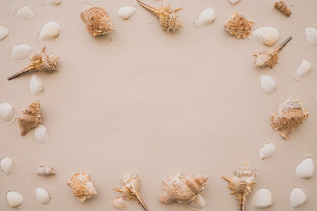 Seashells on the beach