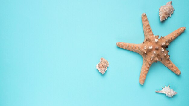 Seashells and big sea star