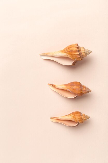 Seashells on a bright background