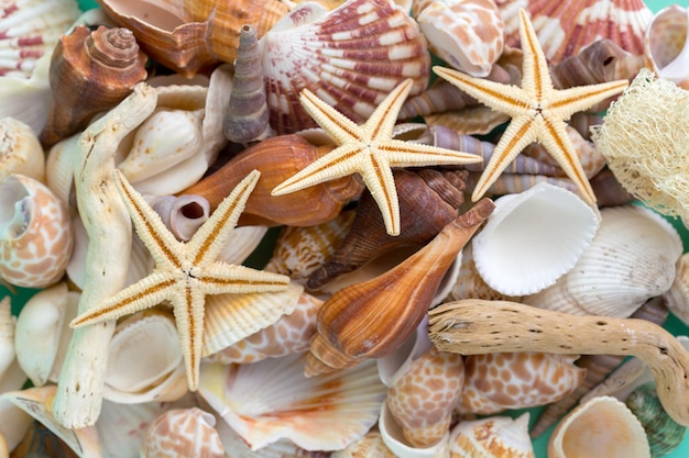 Seashells on a bright background