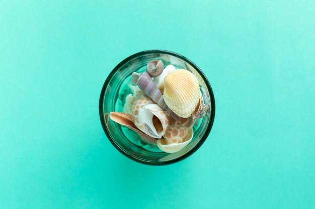 Seashells on a bright background