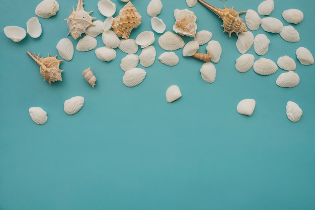 Seashells and mollusks on blue background