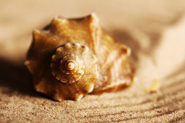 Nautilus Shell Images Free Vectors Stock Photos Psd