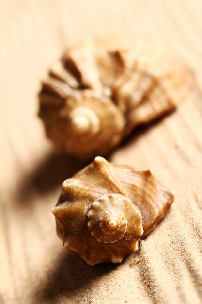 Free photo seashells on the sand