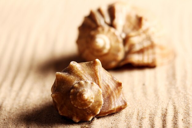 Seashells on the sand