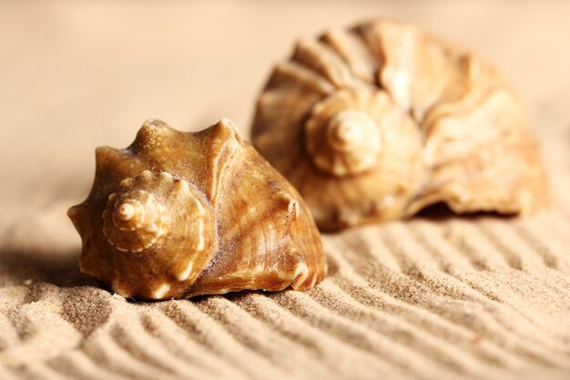 Seashells on the sand