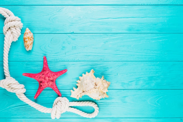 Seashells and starfish near rope