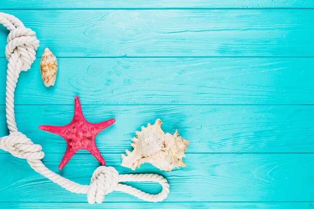 Seashells and starfish near rope