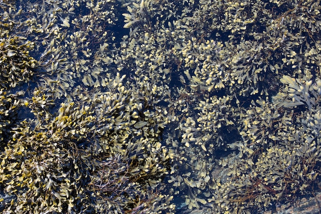 Free photo seaside seaweed