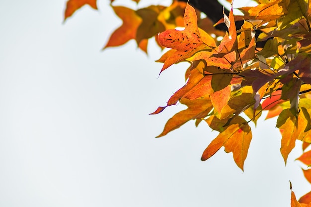 シーズン色の活気のある紅葉