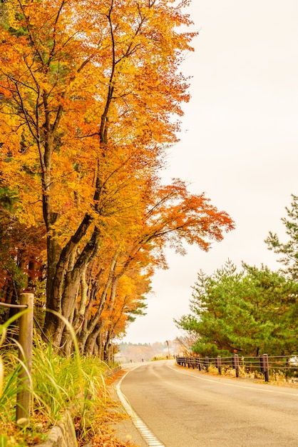 season colorful brown sunbeams outside