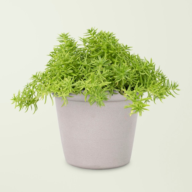 Sedum Lineare plant in gray pot