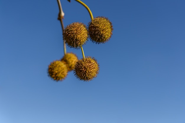 Seed pods from a neighborhood tree