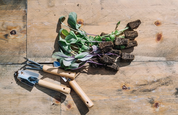 Seedlings and gardening tools
