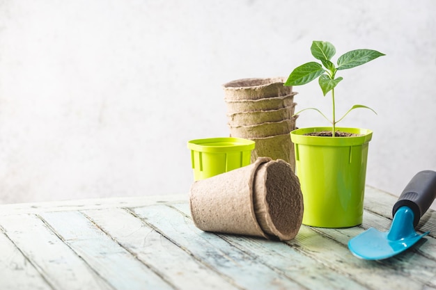 Seedlings in green plastic pots