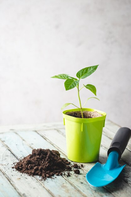 Seedlings in green plastic pots