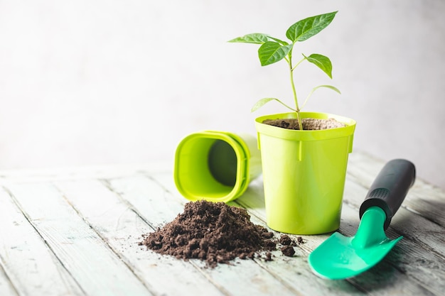Seedlings in green plastic pots