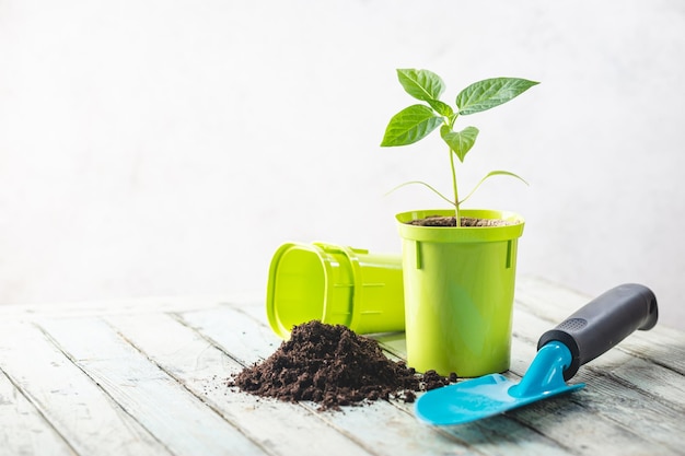 Seedlings in green plastic pots
