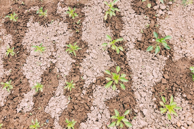 Free photo seedlings growing on wet soil