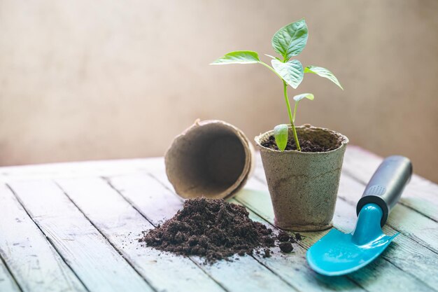 Seedlings in organic pots