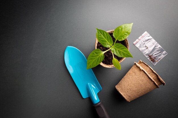 Seedlings with garden tools