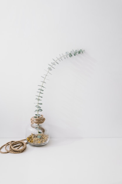 Seeds and flower in glass