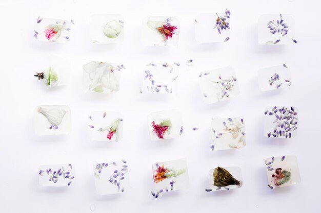 Seeds and flowers in cubes of ice