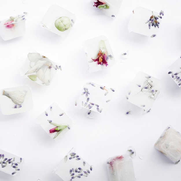 Seeds and flowers in ice cubes