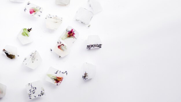 Seeds and plants in ice cubes